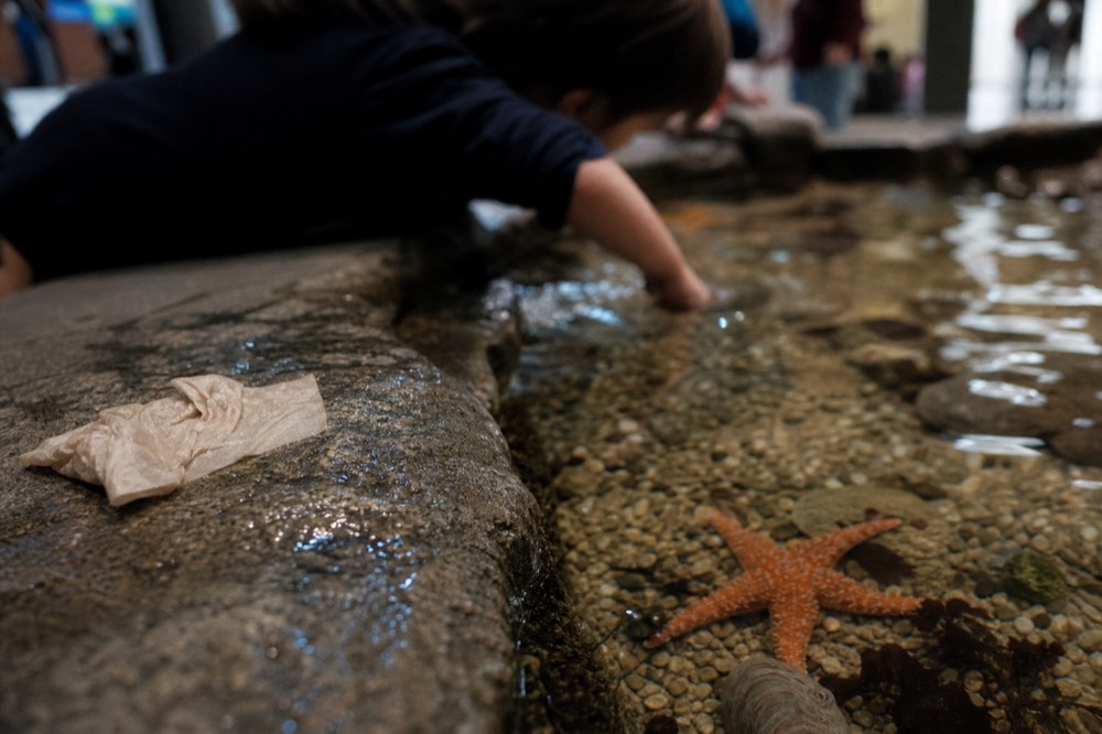 A child's hand hovering over a shallow rockpool with starfish resting on wet stone, no text, no logos, no people