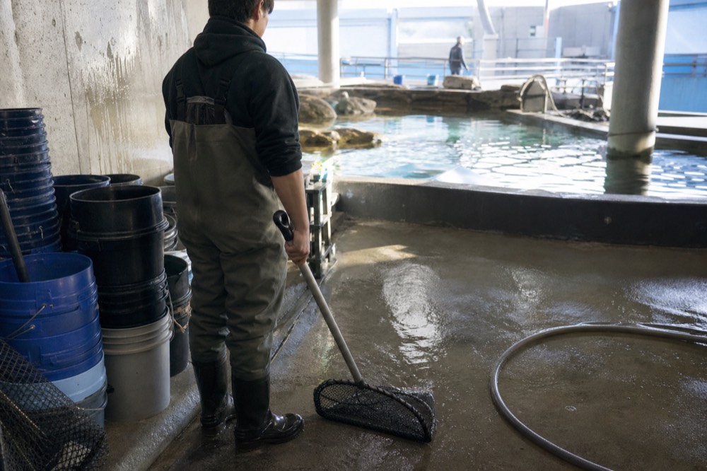 An aquarist in waders working beside a shallow maintenance pool with nets and buckets, no text, no logos, no people