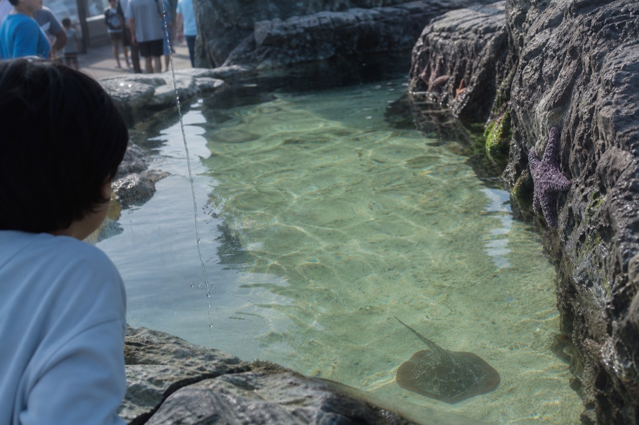 A shallow touch pool with starfish and small rays under soft blue aquarium lighting, no text, no logos, no people