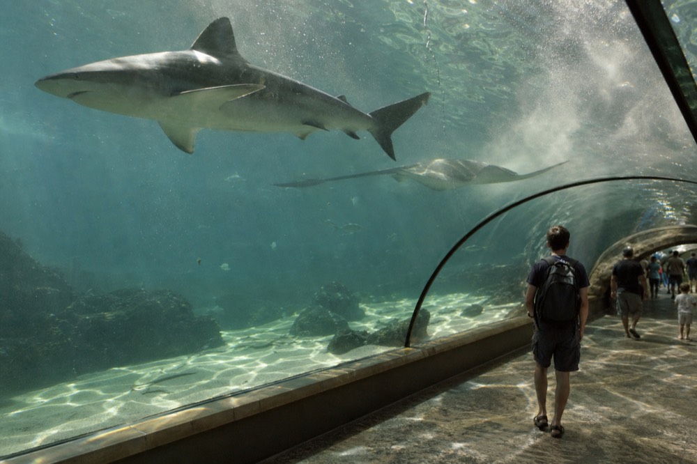 A curved glass tunnel wall with sharks and rays swimming above a walkway, no text, no logos, no people