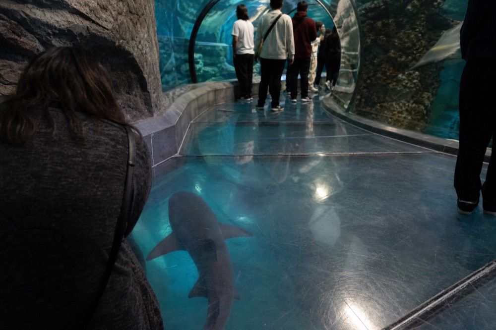 A glass floor walkway with sharks visible beneath it in a dim aquarium hall, no text, no logos, no people