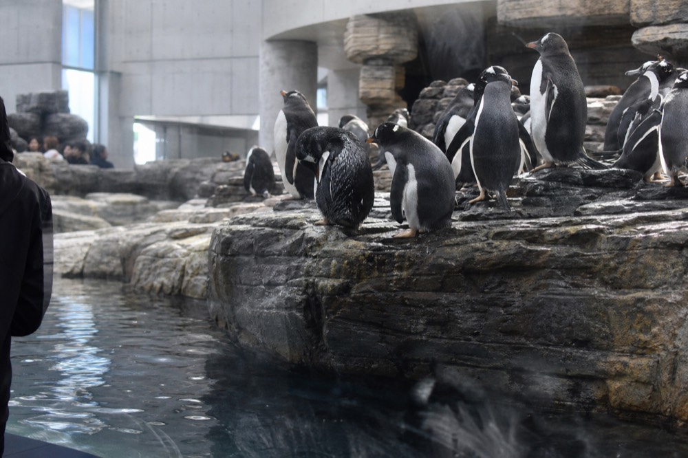 Penguins standing on a rocky ledge behind glass in a cool-lit aquarium zone, no text, no logos, no people