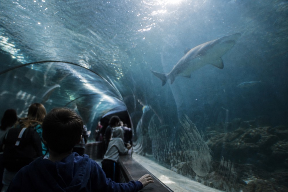 A shark gliding over visitors through a curved glass tunnel in blue light, no text, no logos, no people