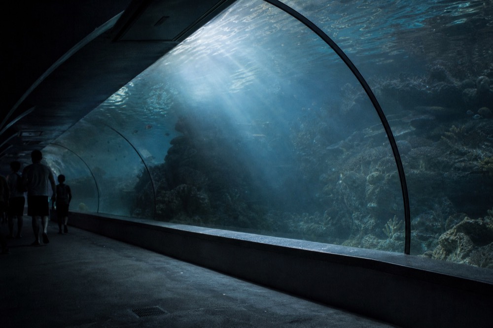 A ray gliding through a dim blue ocean tunnel display above coral shapes, no text, no logos, no people