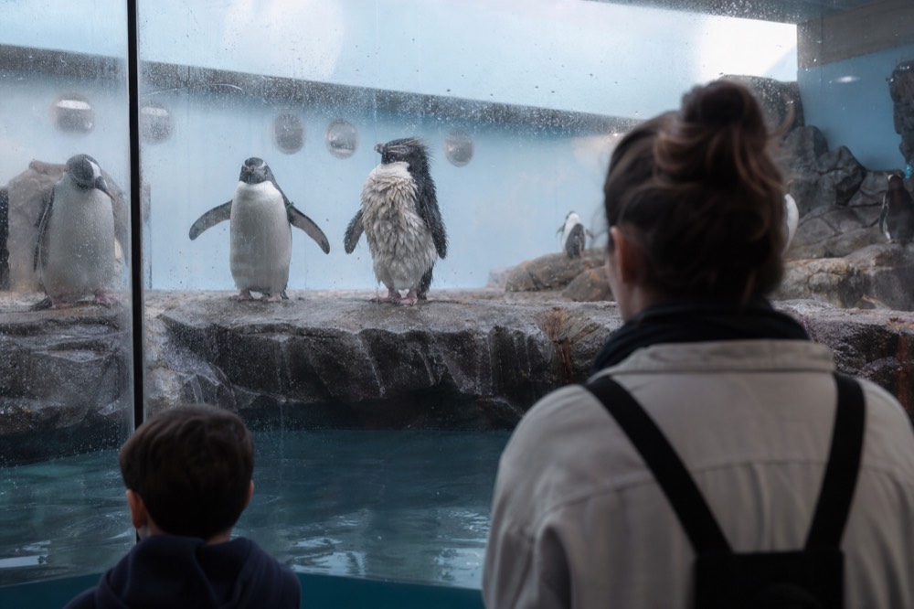 Penguins standing on a rocky shore display behind glass in cool blue light, no text, no logos, no people