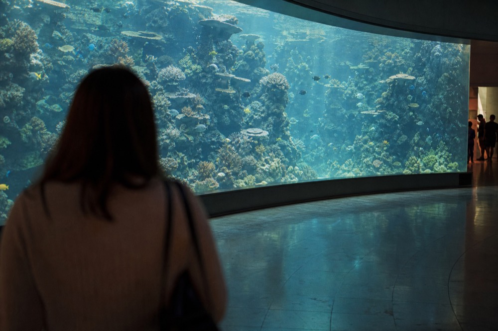 A visitor viewing a large curved aquarium wall filled with fish and coral in soft light, no text, no logos, no people