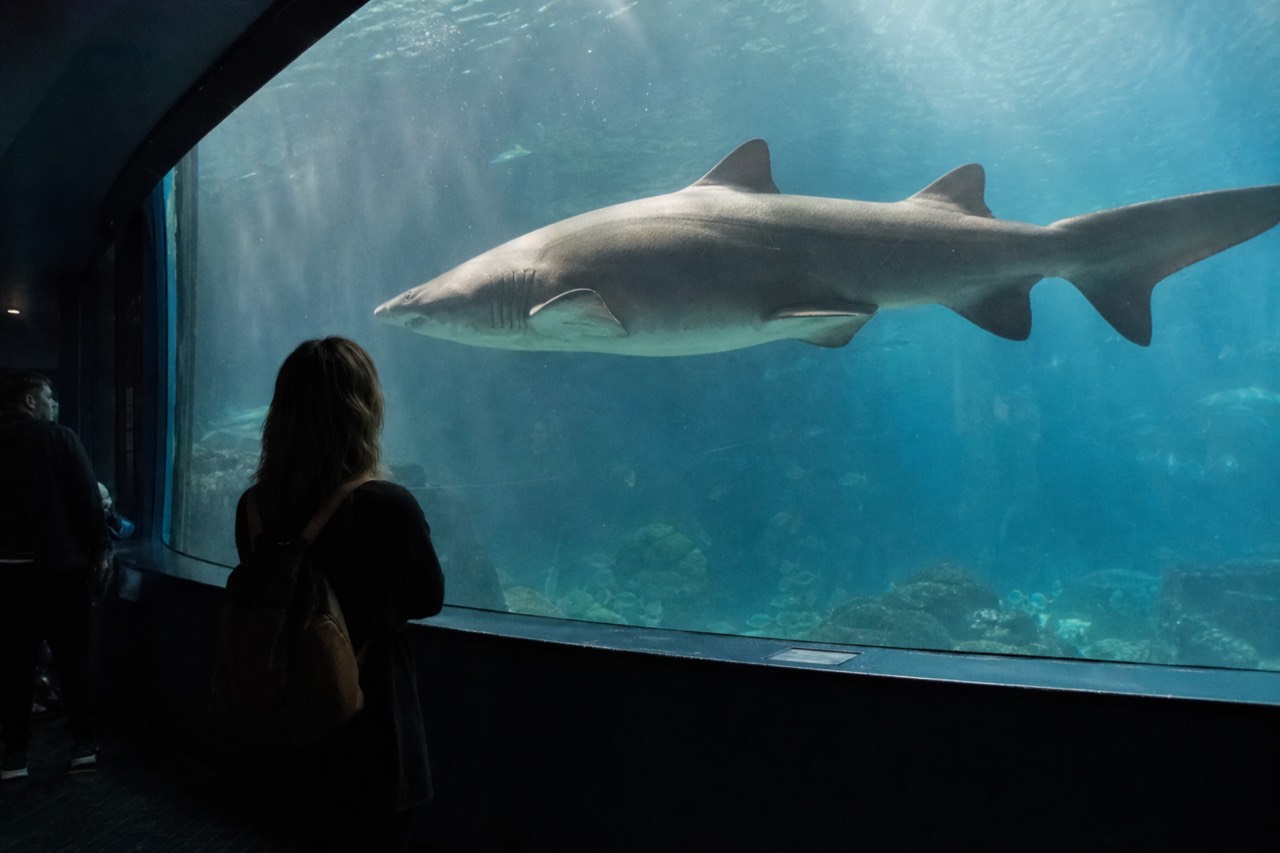 A large shark swimming past a curved aquarium viewing window in a dim blue hall, no text, no logos, no people.