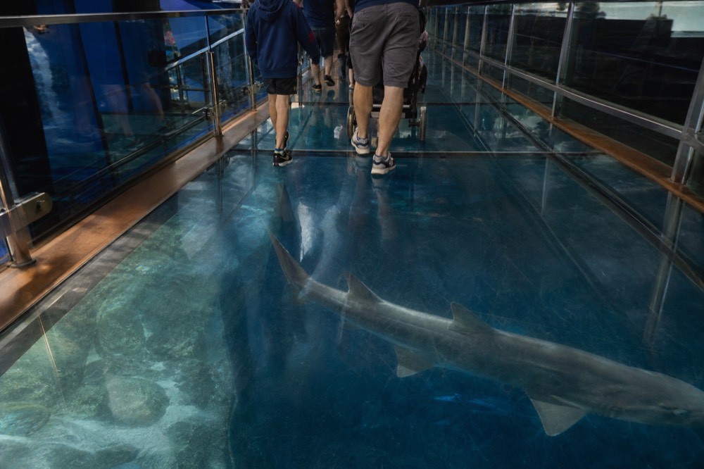 A glass walkway over a large shark tank lit in deep blue, no text, no logos, no people
