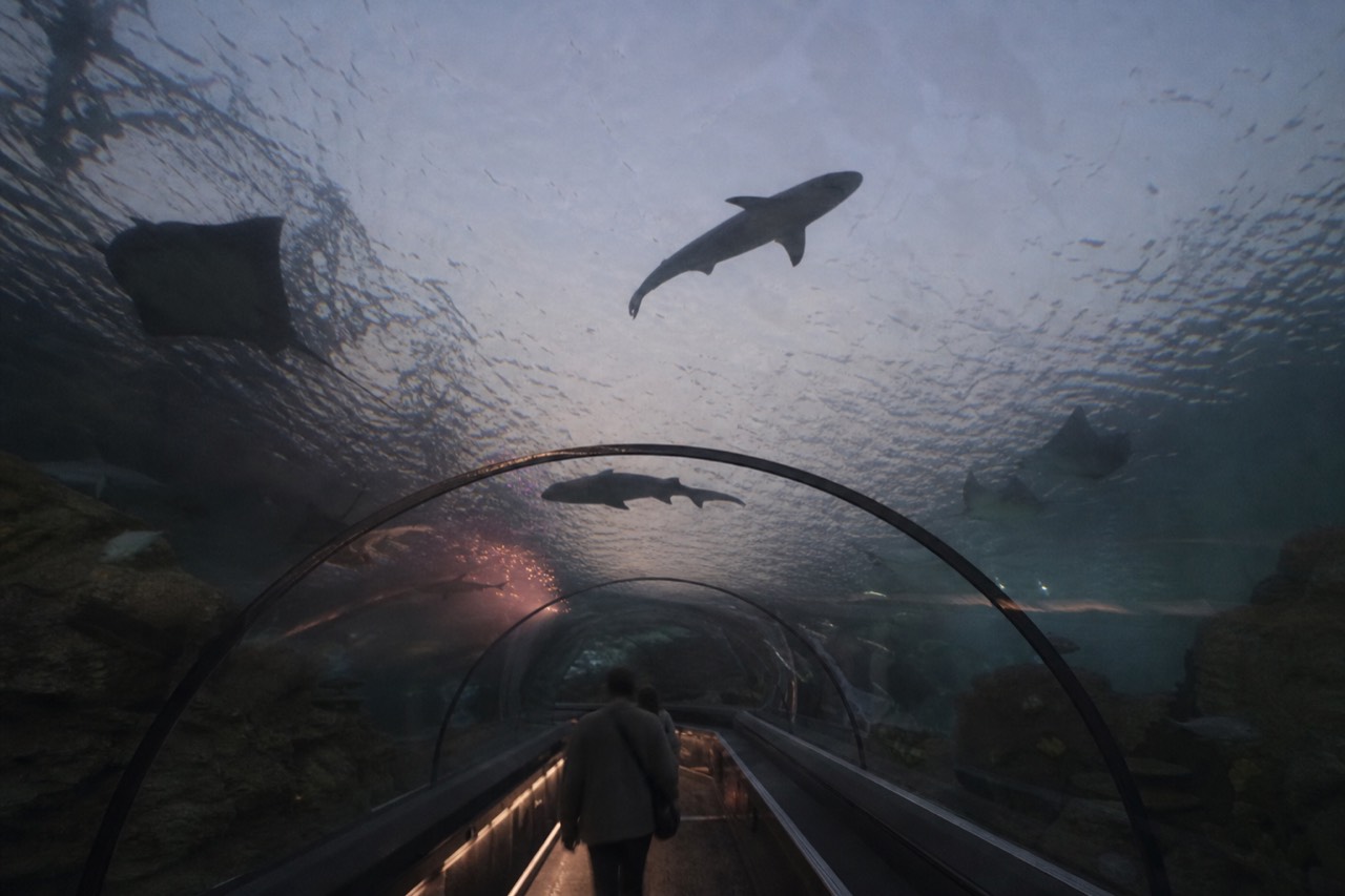 Sharks and rays swimming overhead in a dimly lit underwater tunnel, no text, no logos, no people