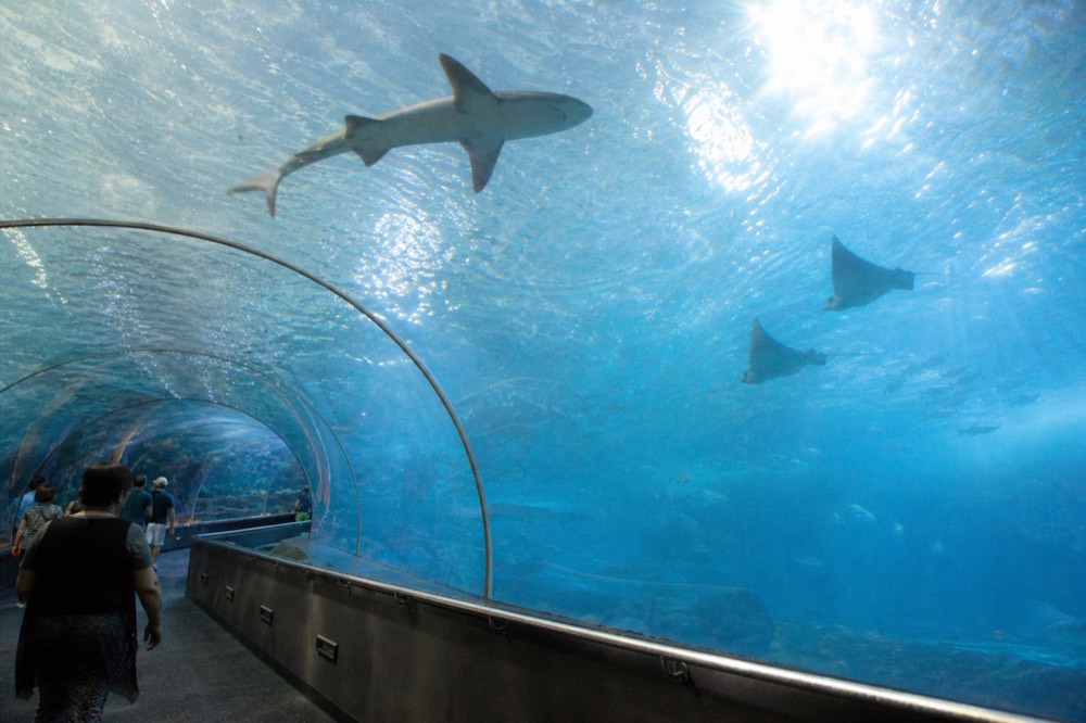Sharks and rays swimming over a curved acrylic tunnel ceiling, no text, no logos, no people