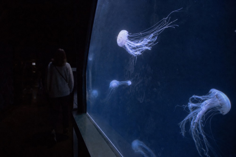 Jellyfish glowing in a dark blue display tank, no text, no logos, no people