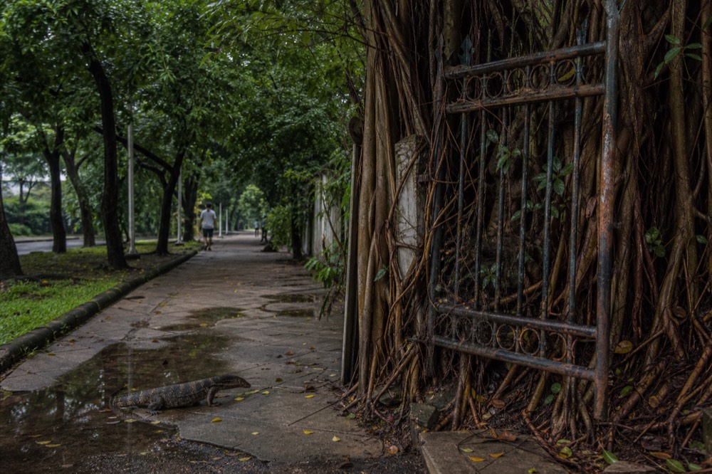 An overgrown gate and empty paths at a closed city park in the tropics, no text, no logos, no people
