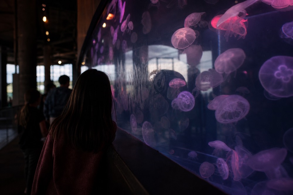 Jellyfish glowing under coloured lights in a dark indoor tank, no text, no logos, no people