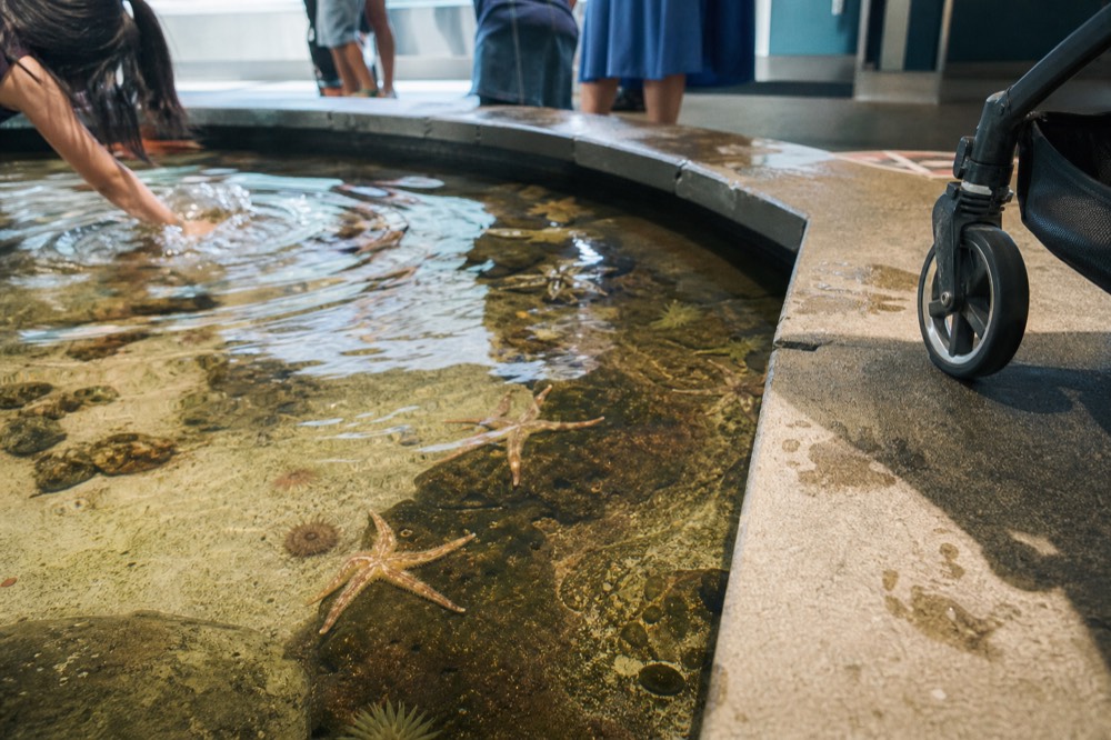 A shallow touch pool with small starfish visible under water in a dim room, no text, no logos, no people