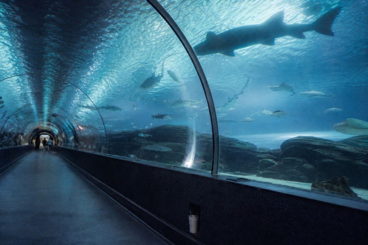 Sharks and rays swimming over a glass tunnel walkway inside a dimly lit aquarium, no text, no logos, no people.