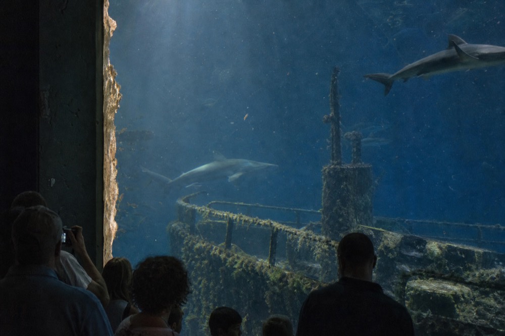 Large sharks swimming around a sunken shipwreck structure in a dim blue tank, no text, no logos, no people