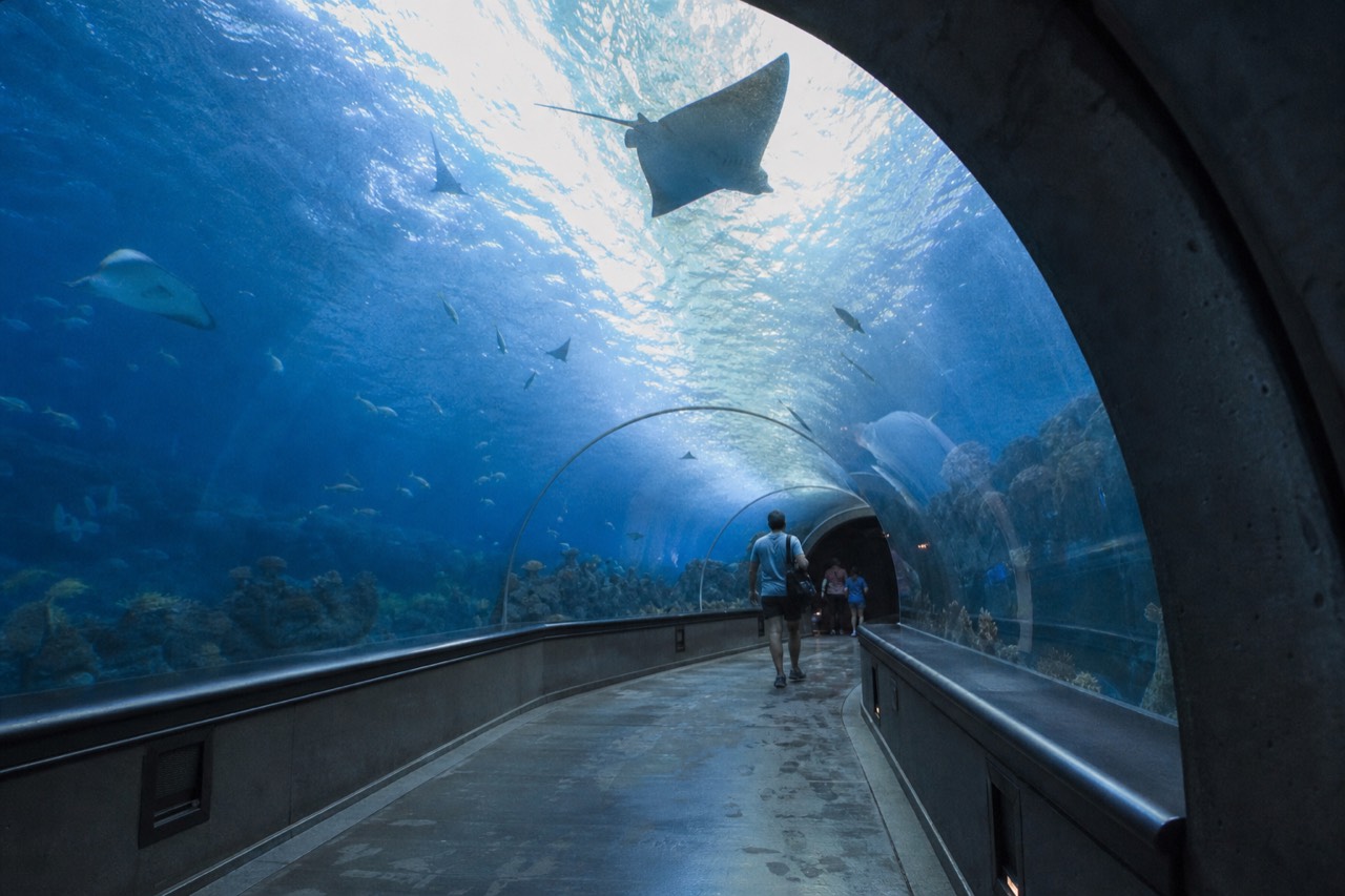A curved aquarium tunnel with rays and fish swimming overhead under blue light, no text, no logos, no people