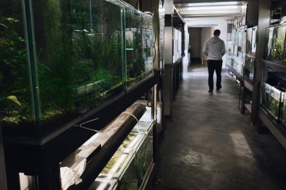 A dim aquarium corridor with large lit tanks on both sides, no text, no logos, no people