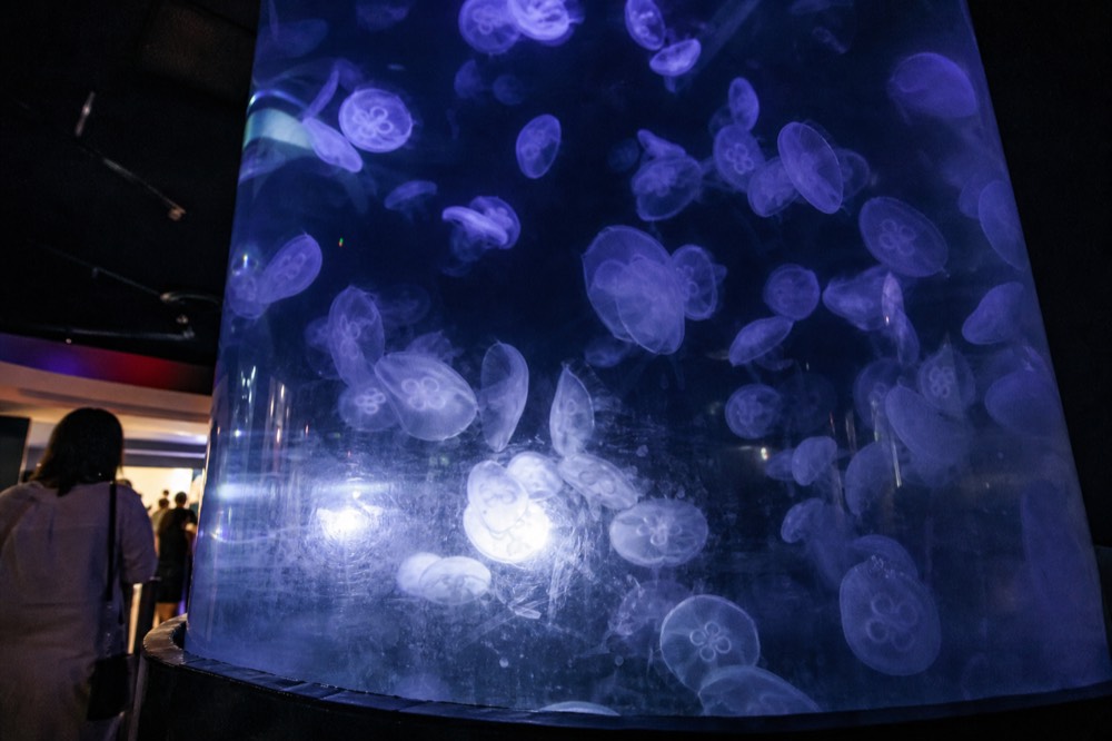 A tall cylindrical jellyfish display with blue and purple lighting, no text, no logos, no people
