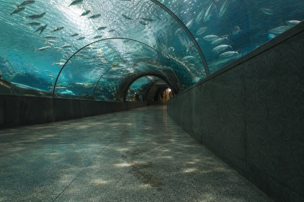 A curved acrylic tunnel wall with fish swimming overhead, no text, no logos, no people
