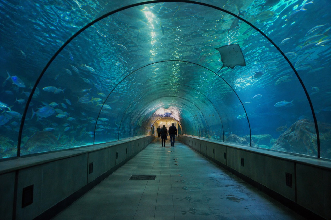 A wide walk-through underwater tunnel beneath a large acrylic arch, no text, no logos, no people
