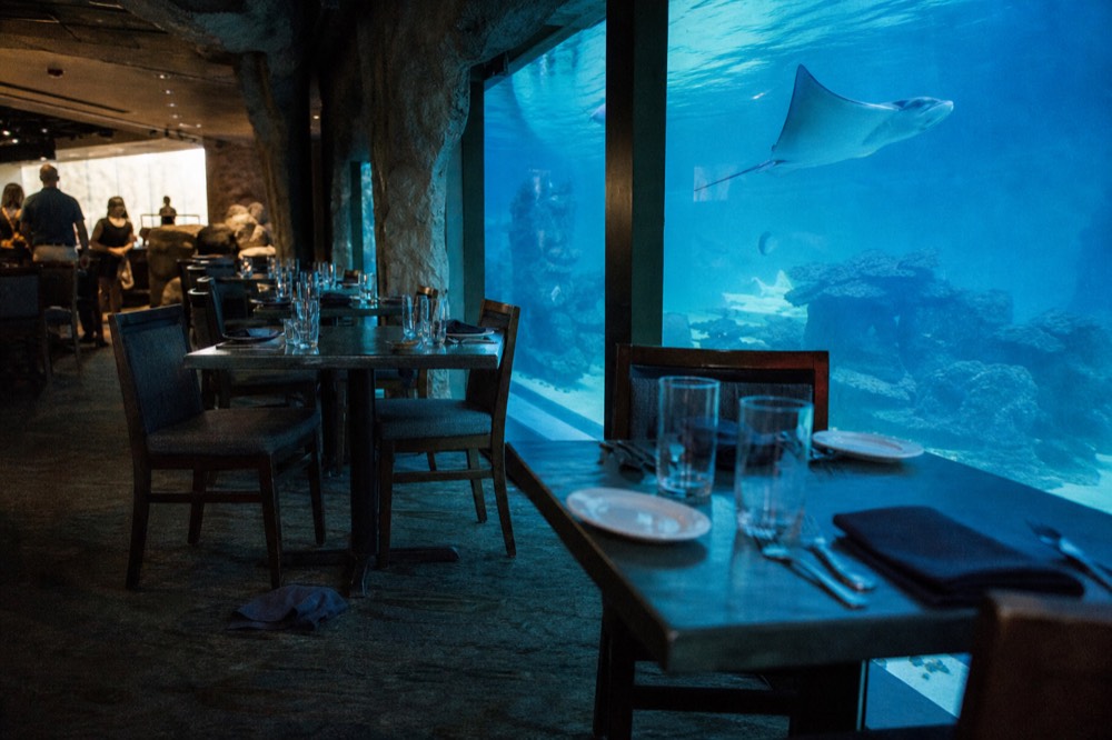 A dining area with tables and chairs set along a glass aquarium wall with fish swimming past, no text, no logos, no people.