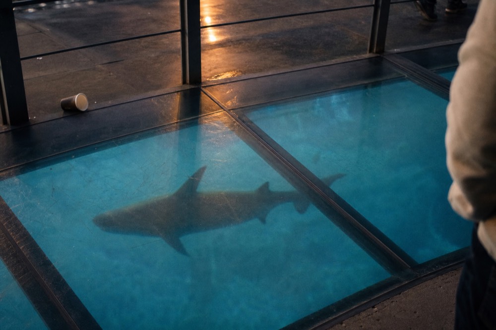 A glass floor walkway above a shark swimming in a large blue tank, no text, no logos, no people.
