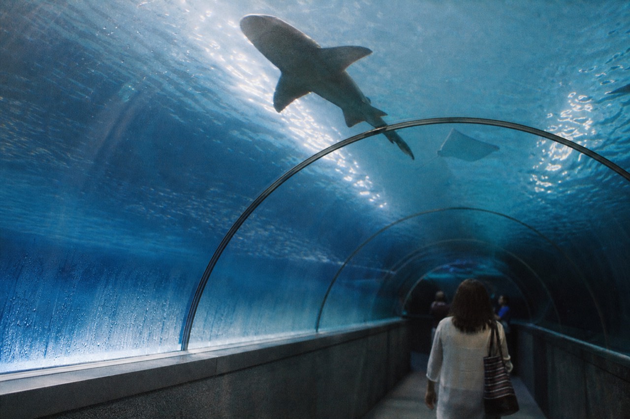 A wide aquarium tunnel with sharks and rays swimming overhead under blue light, no text, no logos, no people.