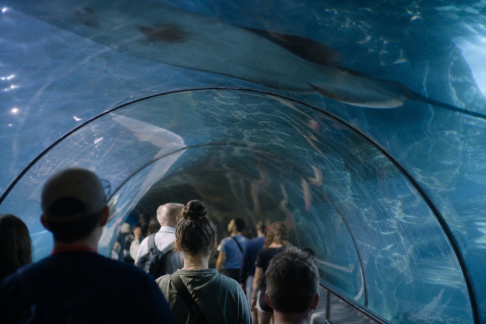 Visitors looking up through a curved underwater tunnel as rays swim overhead, no text, no logos, no people.