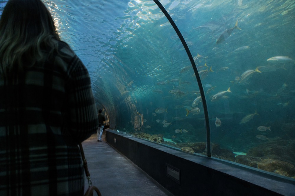 Glass tunnel inside an aquarium with fish swimming overhead, no text, no logos, no people.