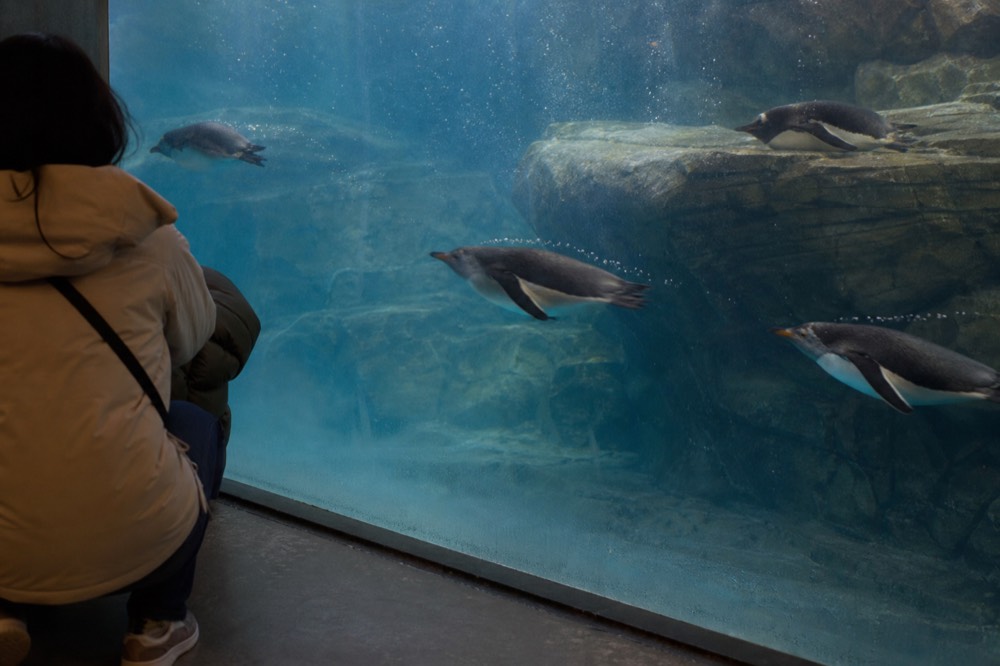 Penguins swimming behind glass in a dim aquarium gallery, no text, no logos, no people.