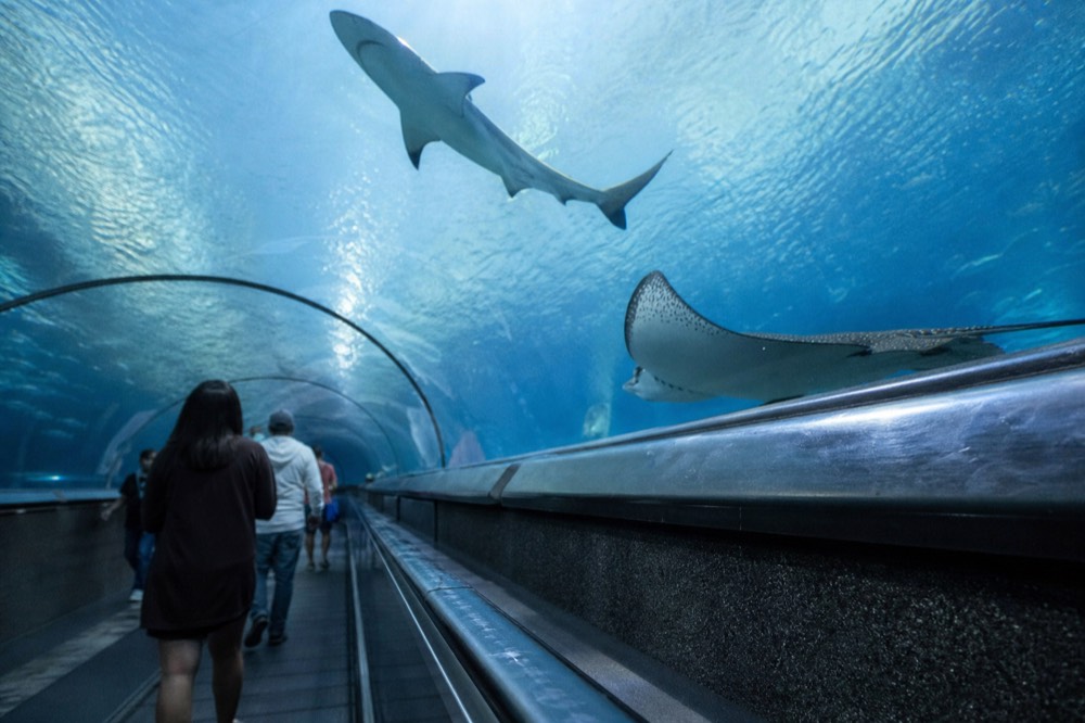 Underwater tunnel with sharks and rays, no text, no logos, no people