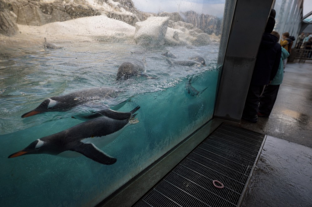 Gentoo penguins swimming behind glass, no text, no logos, no people