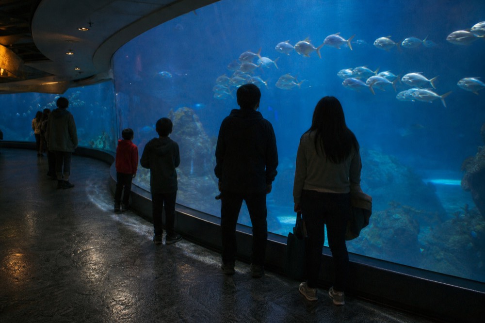 Visitors watching fish through a large curved aquarium window, no text, no logos, no people