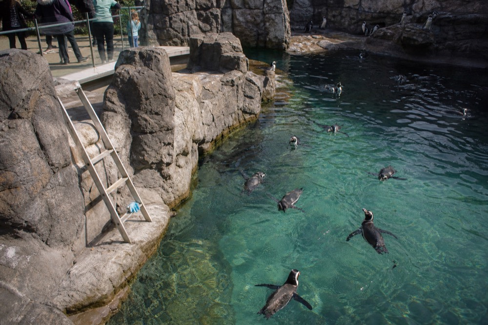 Penguins swimming in a cold-water aquarium display, no text, no logos, no people