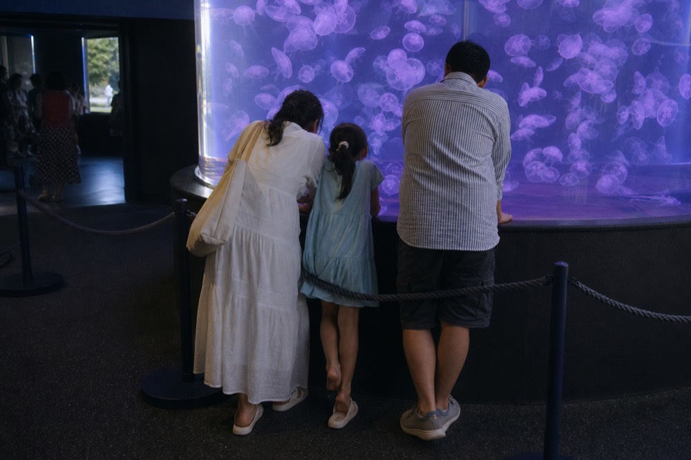 A family looking into a bright jellyfish display tank, no text, no logos, no people