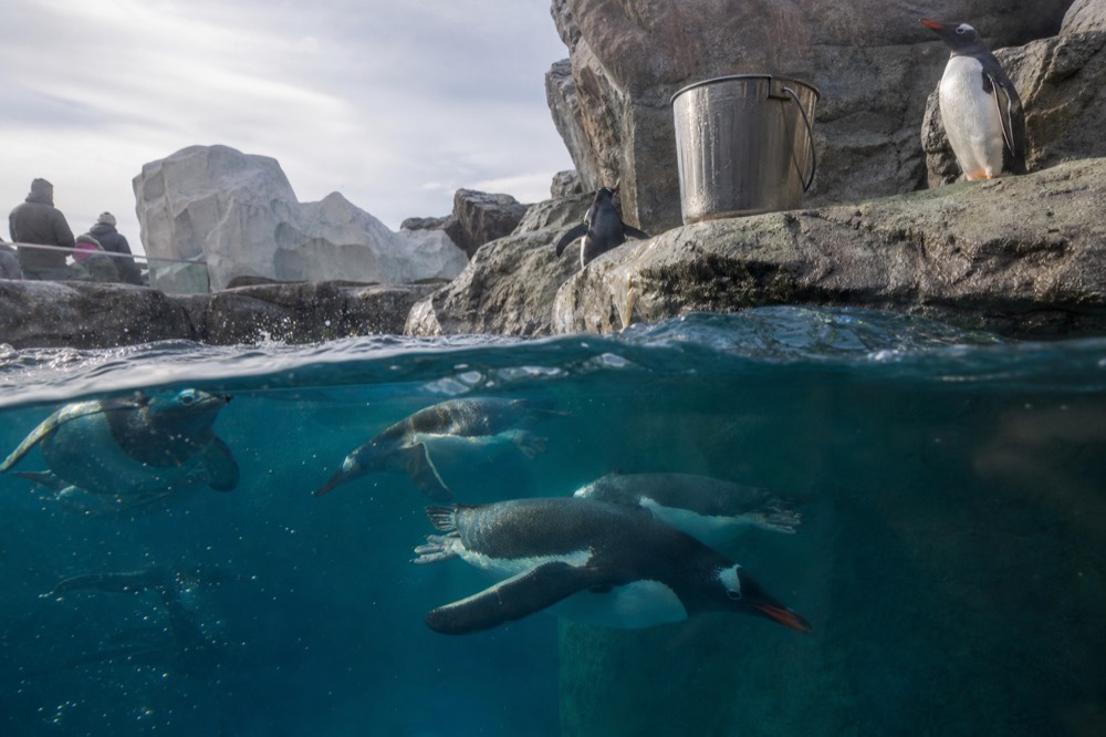 Penguin Ice Playground at SEA LIFE Bangkok with Gentoo penguins swimming, no text, no logos, no people
