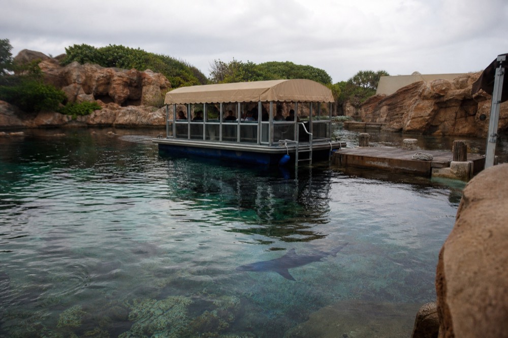 Glass Bottom Boat over the main tank with sharks below, no text, no logos, no people