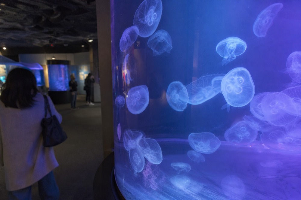 Jellyfish Universe with moon jellyfish under coloured lights, no text, no logos, no people