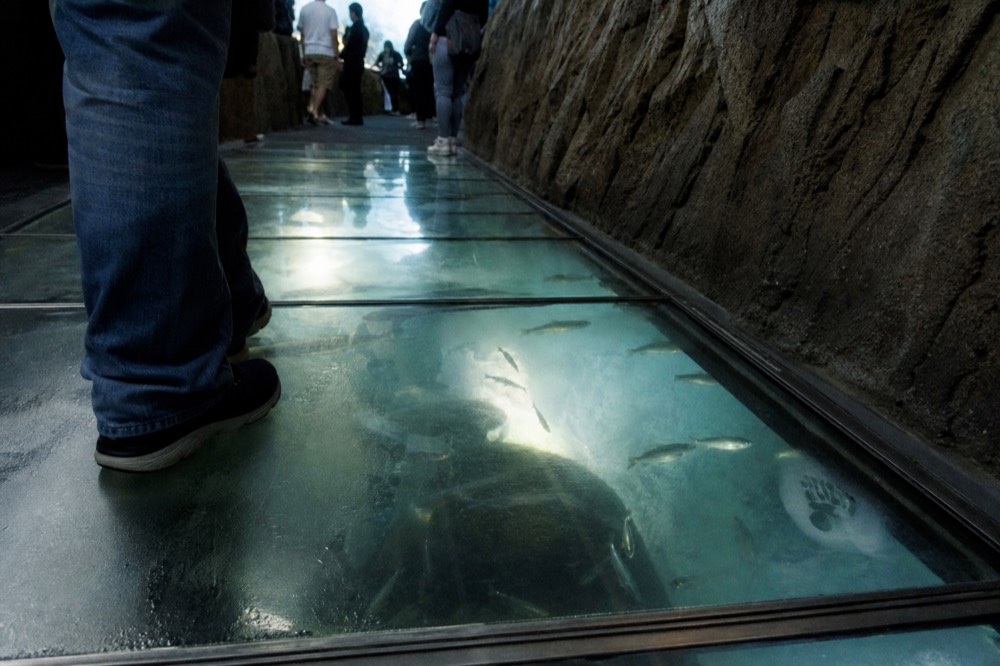 Shark Walk with fish swimming under glass floor, no text, no logos, no people