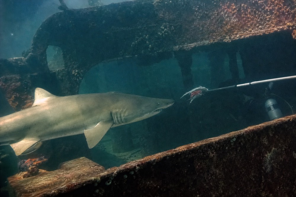 A shark gliding past during a feeding session in the Shark Shipwreck zone, no text, no logos, no people