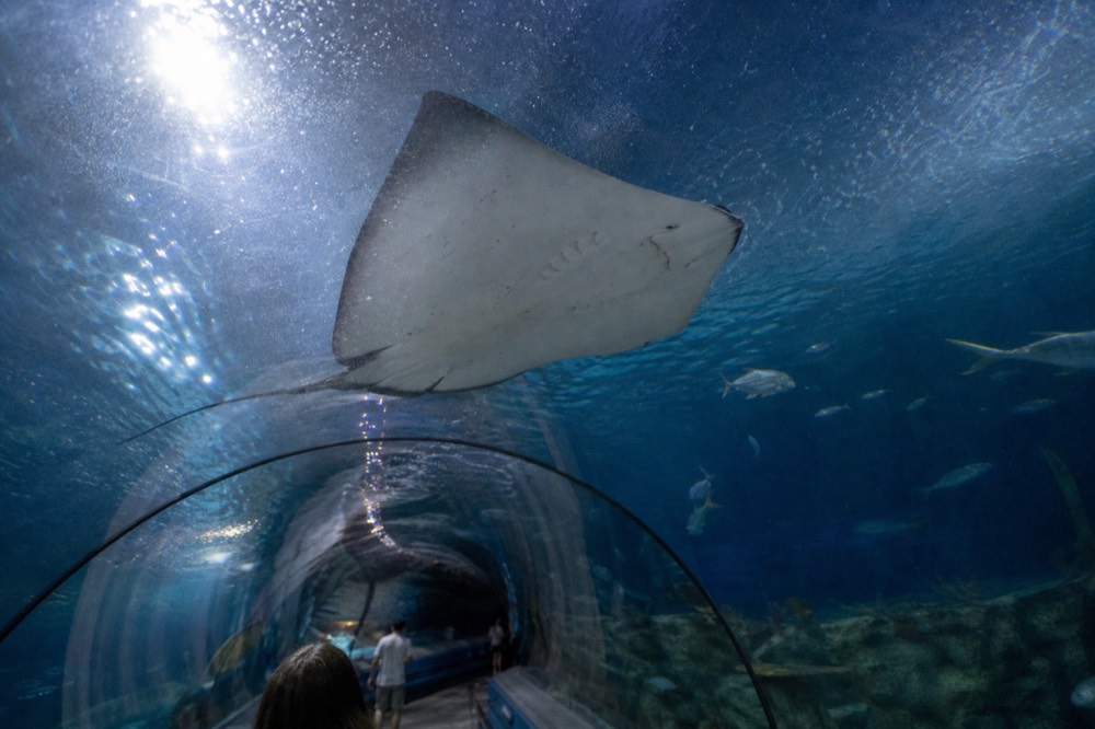 A ray gliding through the water in the Ocean Tunnel during a feeding display, no text, no logos, no people
