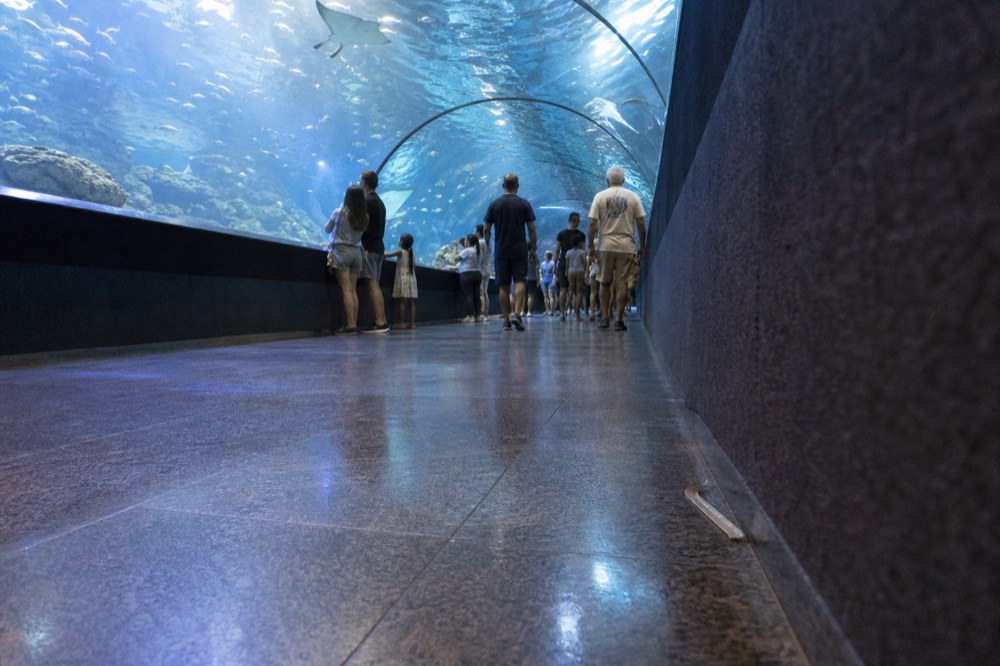 Visitors walking through a glass underwater tunnel with rays and fish overhead, no text, no logos, no people
