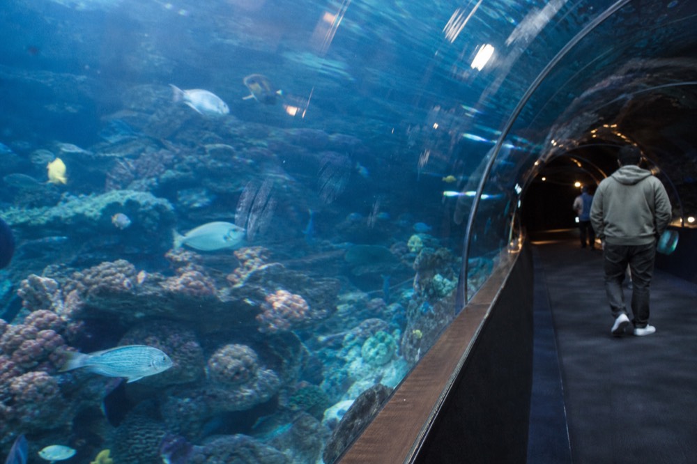 A curved acrylic tunnel wall with coral reef fish swimming on the other side, no text, no logos, no people