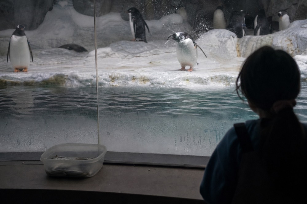 Gentoo penguins standing on ice beside a pool in a dimly lit exhibit, no text, no logos, no people