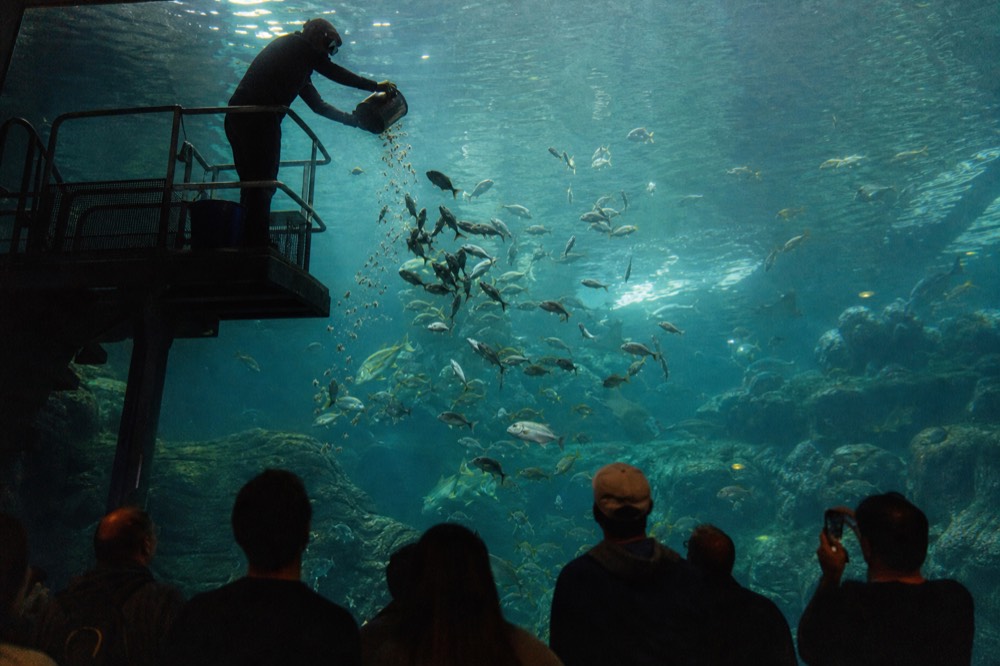 A keeper feeding fish in a large ocean tank while visitors watch through glass, no text, no logos, no people