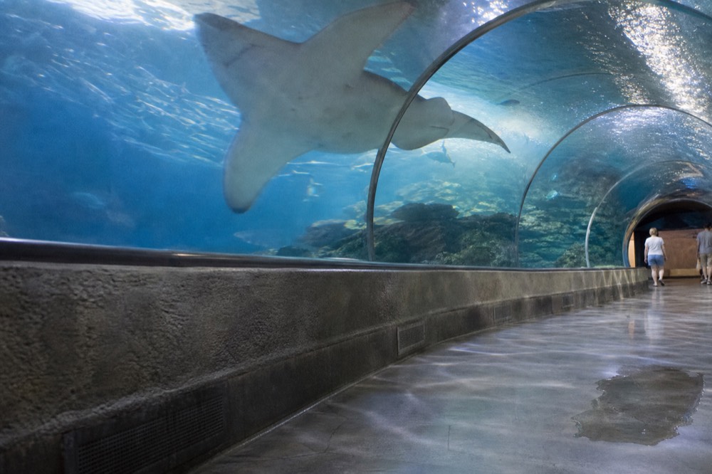 A shark swimming past a curved glass tunnel wall above a walkway, no text, no logos, no people
