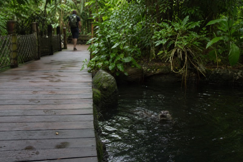 Dim green light over the Rainforest Adventure zone, thick foliage beside a dark water channel, a visitor's shoe on the wet boardwalk edge.