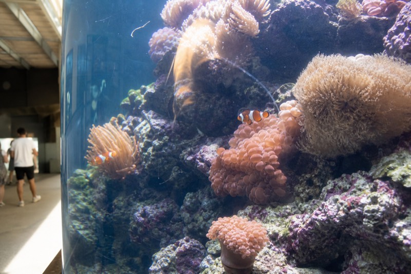 Clownfish hovering among coral formations in the Coral Reefs zone, bright tank light catching the rippling surface above the reef.