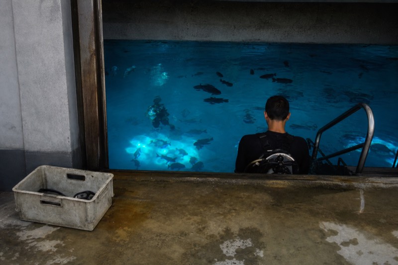 Turquoise water above a coral bed in the Ocean Tunnels, the curved glass wrapping visitors as reef fish pass overhead in the blue light.